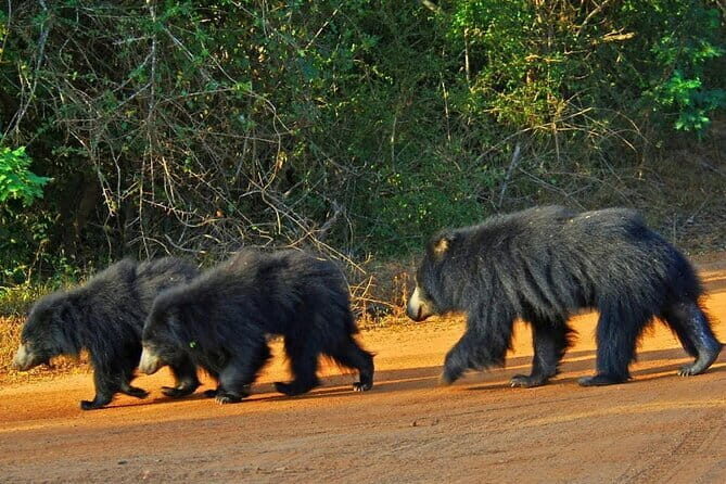 Yala National Park Safari - Half day and Full day - What Makes This Safari Stand Out?