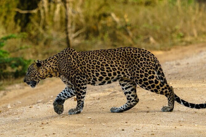 Yala National Park Safari - Half day and Full day - What’s Included and What’s Not