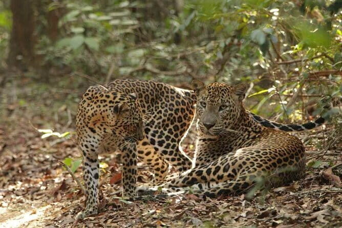 Yala National Park Safari - Half day and Full day - The Sum Up