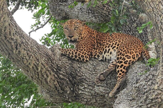 Yala National Park Safari Half Day and Full Day Tours - Good To Know