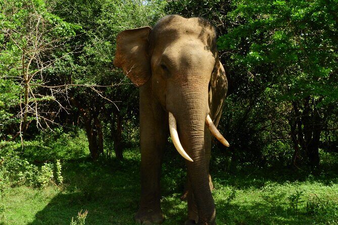 Yala National Park Safari Half Day and Full Day Tours - Final Thoughts: Is It Worth It?