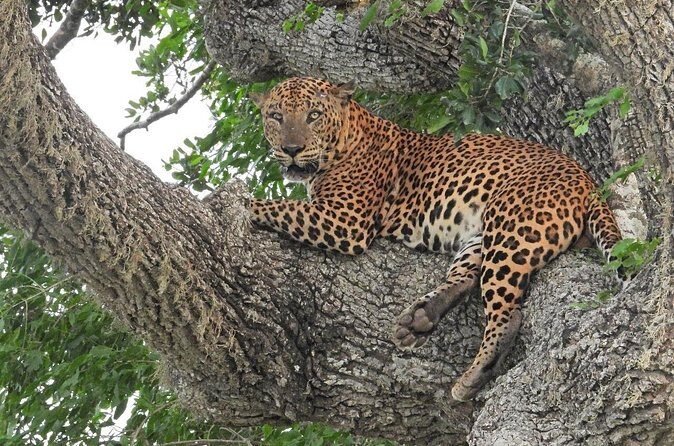 Yala National Park Safari Half Day and Full Day Tours - FAQs