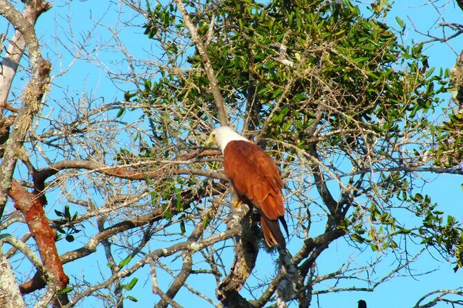 Yala National Park Safari Half Day and Full Day Tours - What Makes This Tour Stand Out?