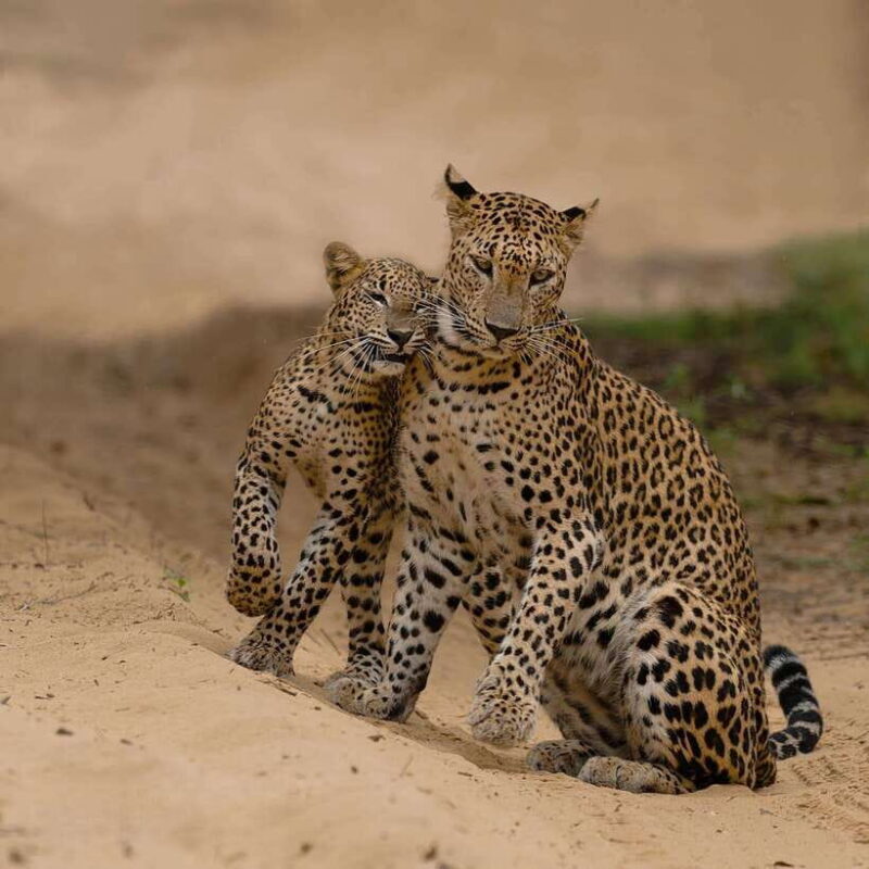 Yala National Park Safari : Half Day or Full Day Tours - Good To Know