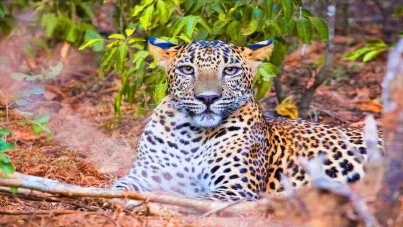 "Yala National Park Safari-Half-Day Safari Guided Adventure" - An in-depth look at the Yala National Park Safari Half-Day Tour