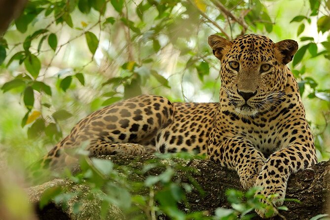 Yala National Park Safari | Jeep With Tickets - Booking Information and Flexibility