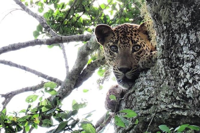 Yala National Park Safari | Jeep With Tickets - The Sum Up