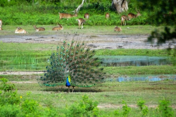 Yala: National Park Safari Private All-Inclusive Day Trip - Activity Details