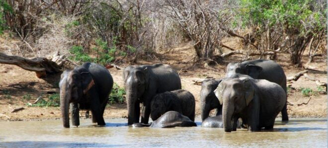 Yala: National Park Safari Private All-Inclusive Day Trip - Key Points and Ratings