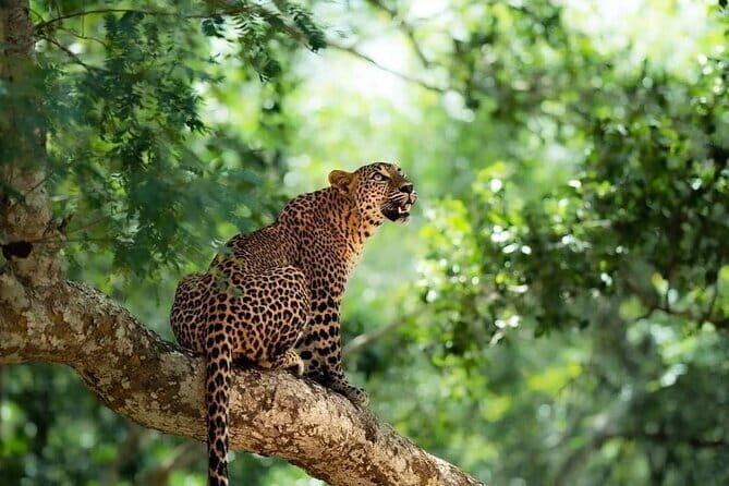 Yala National Park Safari : Special Guided Tour - The Itinerary in Detail