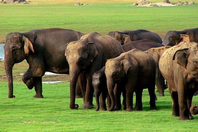 Yala National Park Safari : Special Guided Tour - FAQ