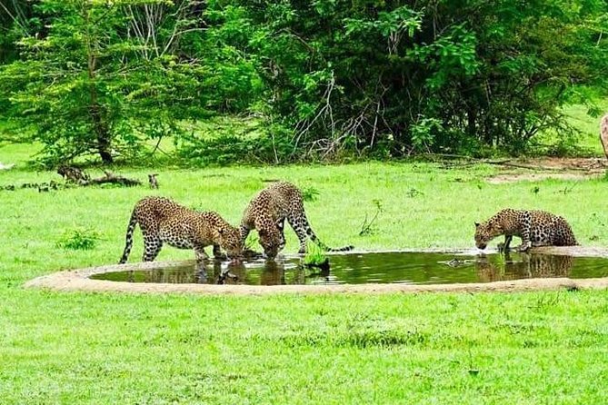Yala National Park Safari Tour - 2 Nights 3 Days - Pricing and Inclusions