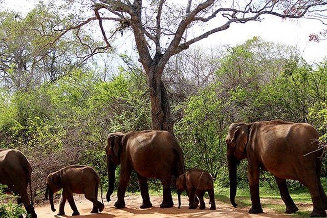 Yala National Park Safari Tour - 2 Nights 3 Days - Cancellation Policy