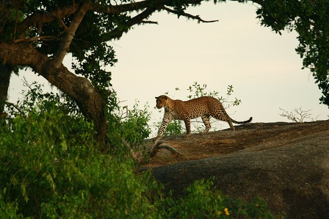 Yala National Park Safari Tour - 2 Nights 3 Days - Reviews