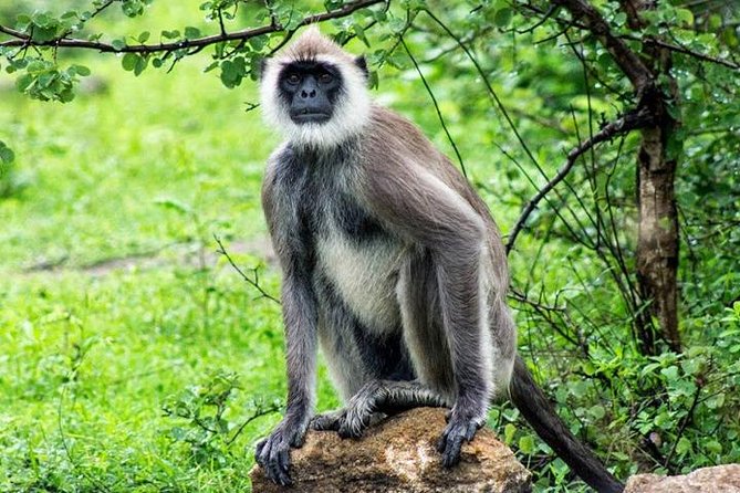 Yala National Park Safari Tour - 2 Nights 3 Days - Additional Information and Support