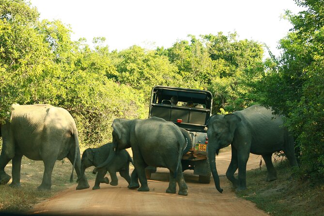 Yala National Park Safari Tour - 2 Nights 3 Days - Yala National Park Safari Experience