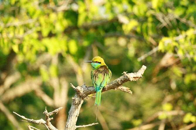 Yala National Park Safari Tour - 2 Nights 3 Days - Accommodation and Meals