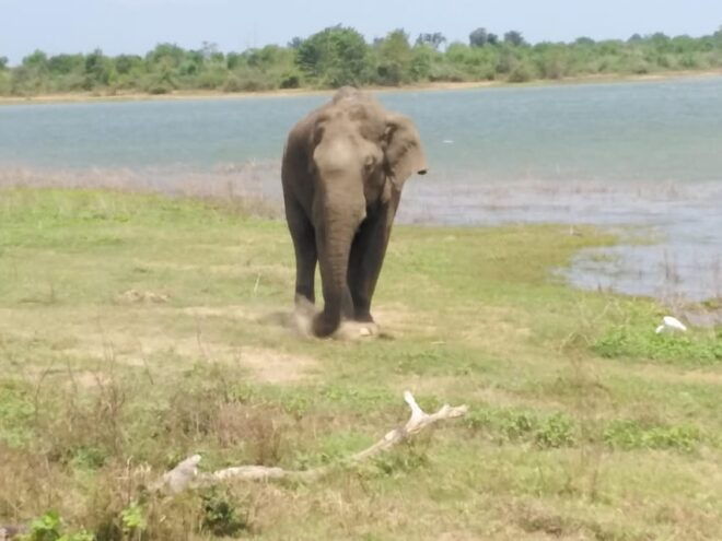 Yala National Park Safari Tour From Colombo / Galle - Itinerary Highlights