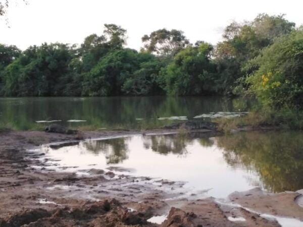 Yala National Park Safari Tour From Colombo / Galle - Tips for a Great Experience
