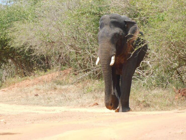 Yala National Park Safari Tour: From Mattala Airport - Pickup and Drop-off Locations