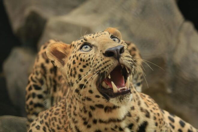 Yala National Park Safari Tour: From Mattala Airport - Wildlife Encounter Opportunities