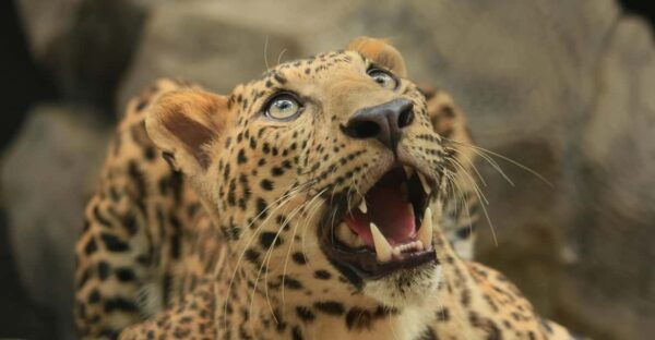 Yala National Park Safari Tour: From Mattala Airport - What to Bring