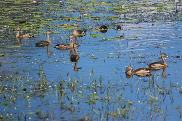 Yala National Park Safari Tour: From Mattala Airport - Additional Information