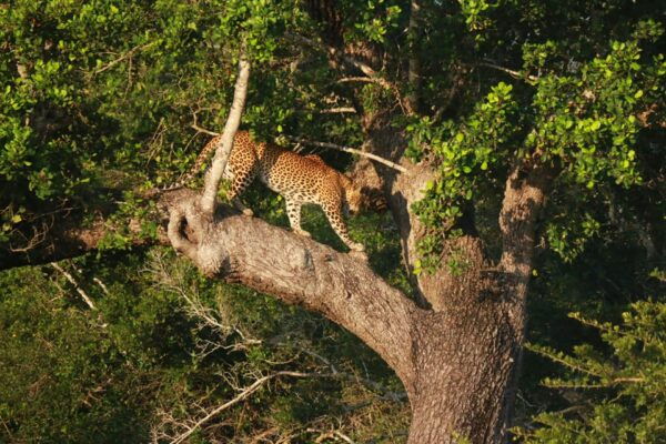 Yala National Park Safari Tour: From Mattala Airport - Booking Process and Tips