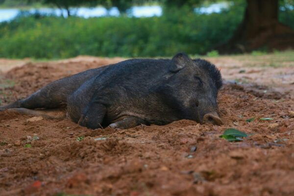 Yala National Park Safari Tour: From Mattala Airport - Frequently Asked Questions
