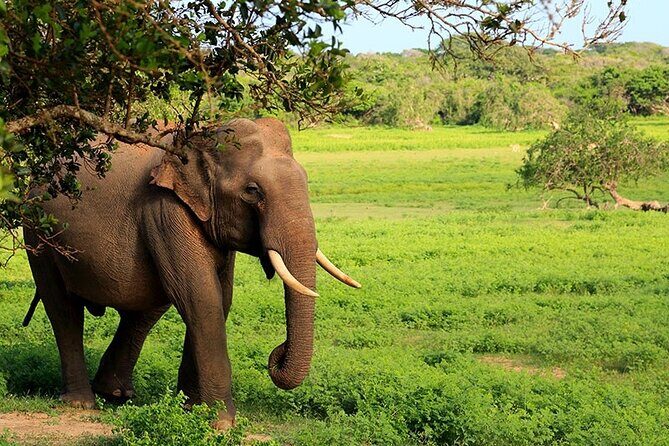 Yala National Park Safari Tours - FAQ
