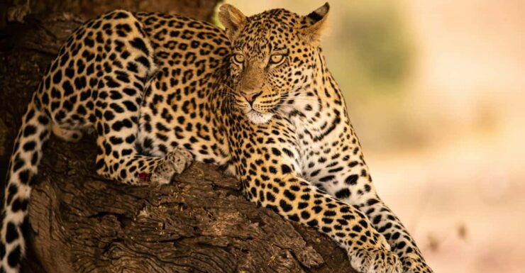 Yala National Park Safari Tours - 2 Options - Experience and Itinerary