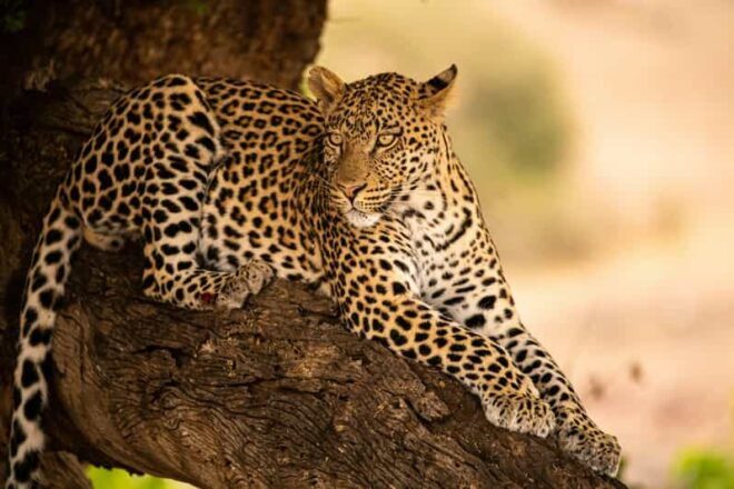 Yala National Park Safari Tours - 2 Options - Pickup and Drop-off Locations