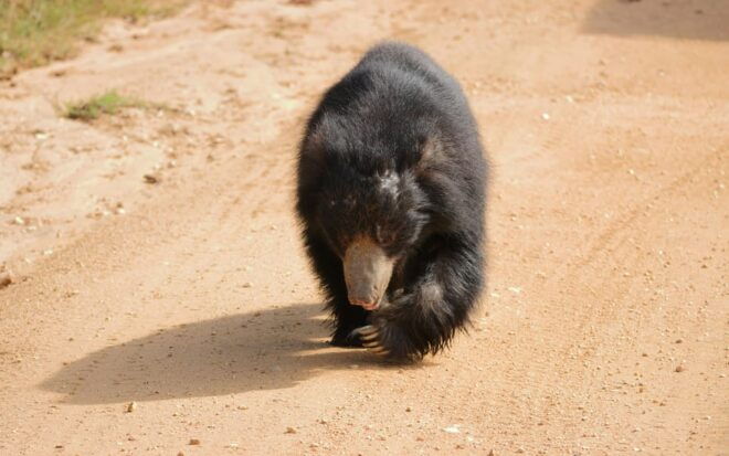 Yala National Park Safari Tours - 2 Options - Inclusions and Exclusions