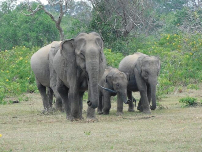 Yala National Park Safari Tours - 2 Options - Wildlife Highlights