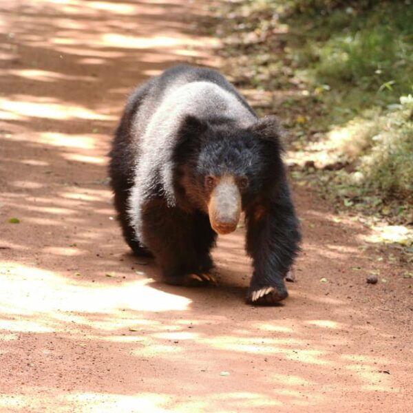 Yala National Park Safari Tours - 2 Options - Tips for a Great Safari