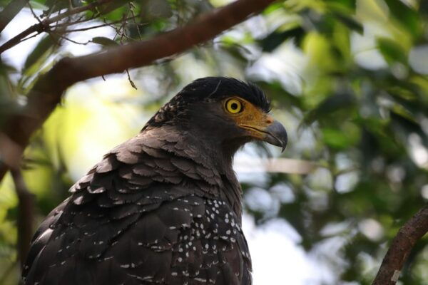 Yala National Park Safari Tours - 2 Options - Frequently Asked Questions