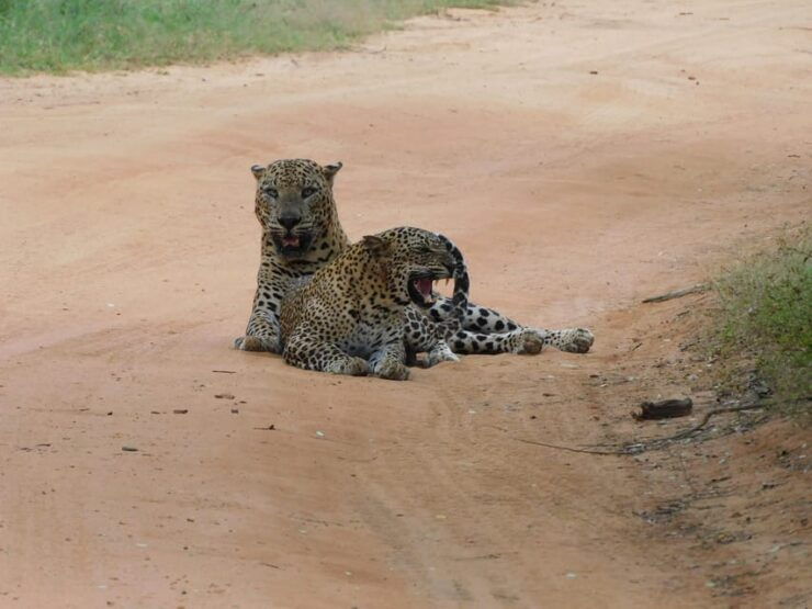 Yala National Park Safari Tours : 7 Hours & 12 Hours - Good To Know