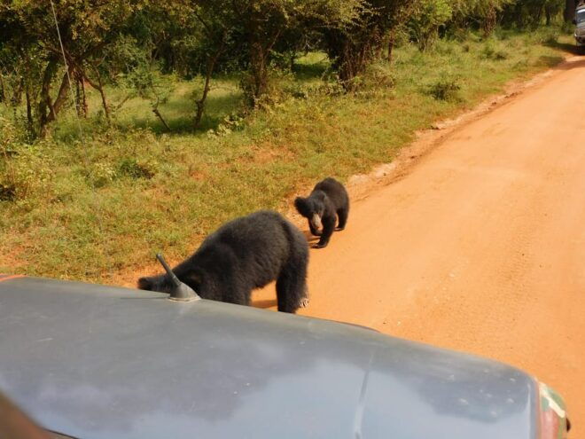 Yala National Park Safari Tours : 7 Hours & 12 Hours - Itinerary Details
