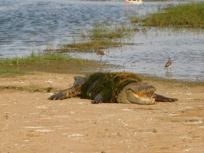 Yala National Park Safari Tours : 7 Hours & 12 Hours - Included Amenities