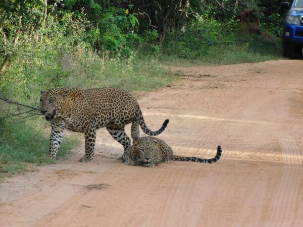Yala National Park Safari Tours : 7 Hours & 12 Hours - Wildlife Highlights