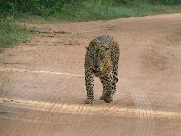 Yala National Park Safari Tours : 7 Hours & 12 Hours - Pickup and Drop-off Locations