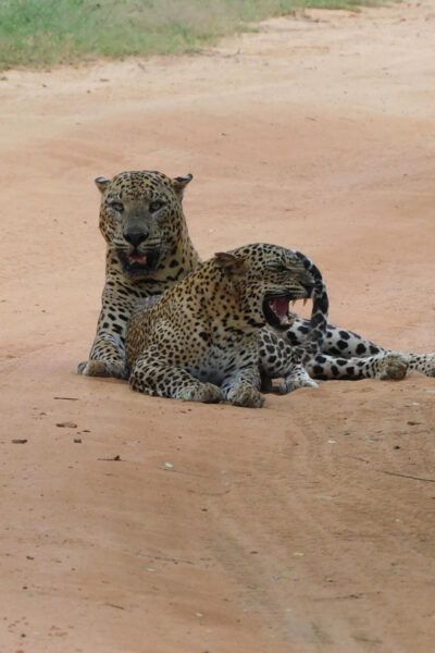 Yala National Park Safari Tours : 7 Hours & 12 Hours - Additional Park Information