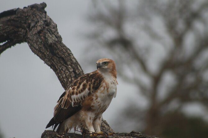 Yala National Park Safari Tours - Who Is This Tour Best For?