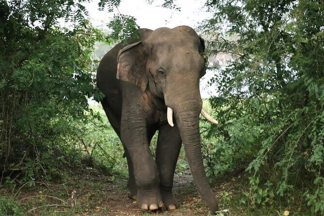 Yala National Park Safari Tours From Hambantota port - Who Will Love This Tour?  