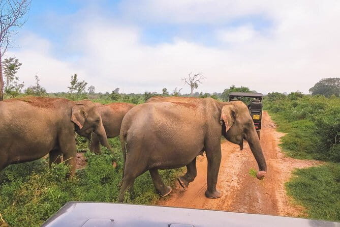 Yala National Park Safari Tours From Hambantota port - The Sum Up  