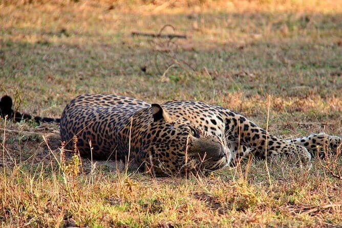 Yala National Park Safari Tours from Hambantota Port - Starting Point & Transport