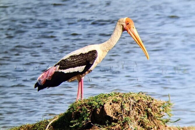 Yala National Park Safari Tours from Hambantota Port - Who is This Tour Best For?