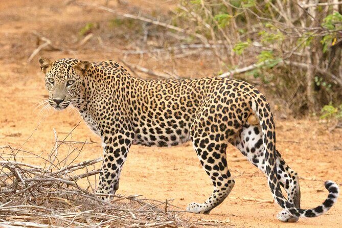 Yala National Park Safari Tours -Half Day & Full Day - An In-Depth Look at Yala National Park Safari Tours