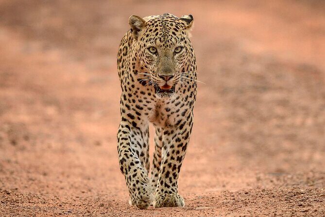 Yala National Park Safari Tours -Half Day & Full Day - The Sum Up