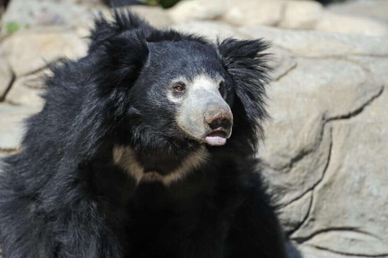 Yala National Park Safari Tours - Half Day & Full Day - Who Is This Tour Best For?